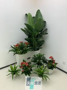 江干办公室花卉绿植租摆简约组合